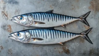 Pélamide, listao, thonine : reconnaître les espèces de bonite 11 Trois poissons de la famille des maquereaux alignés pour comparaison